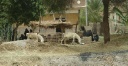 3. A village scene. Many live the same as centuries past.jpg